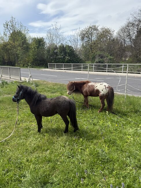 Mini Appaloosa und Össterreicher Minipferd, Marta Takacs, Horses For Sale, Kaisersdorf