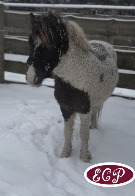 Mini Curly and smooth curly horses 🥰, Elizabeth , Horses For Sale, Wellen, Image 3