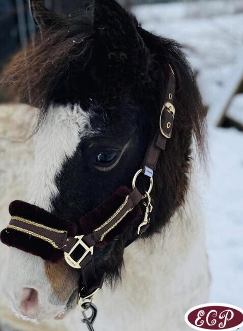 Mini Curly and smooth curly horses 🥰, Elizabeth , Horses For Sale, Wellen, Image 4