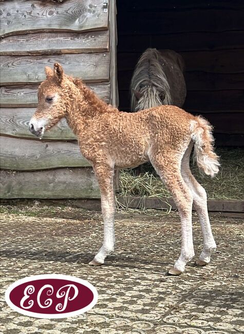 Mini Curly and smooth curly horses 🥰, Elizabeth , Horses For Sale, Wellen, Image 5