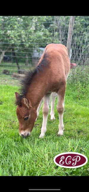 Mini Curly and smooth curly horses 🥰, Elizabeth , Horses For Sale, Wellen, Image 6