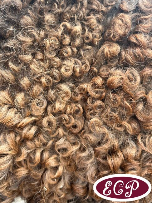 Mini Curly and smooth curly horses 🥰, Elizabeth , Horses For Sale, Wellen