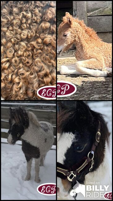 Mini Curly and smooth curly horses 🥰, Elizabeth , Horses For Sale, Wellen, Image 9