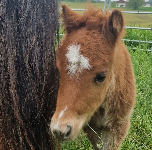 Mini Hengst Fohlen mit Stern und Schnippe, Christine , Pferd kaufen, Mitterskirchen