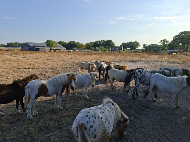 Mini hengsten, Hennie, Horses For Sale, Neerkant