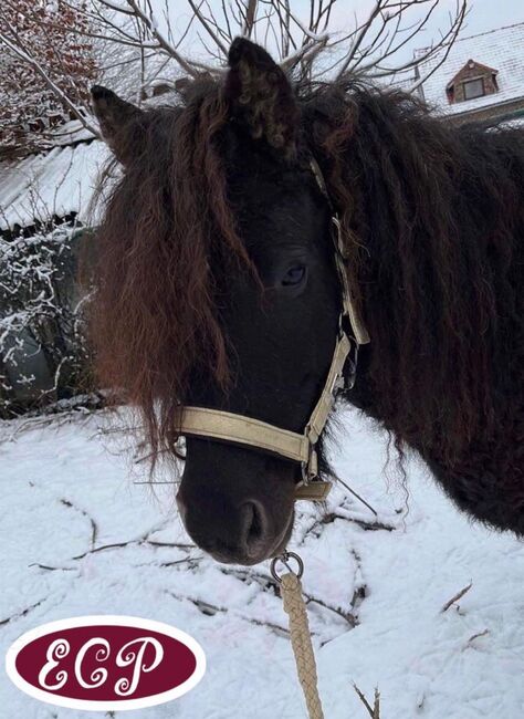 Mini Curly and smooth curly horses 🥰, Elizabeth , Konie na sprzedaż, Wellen, Image 8