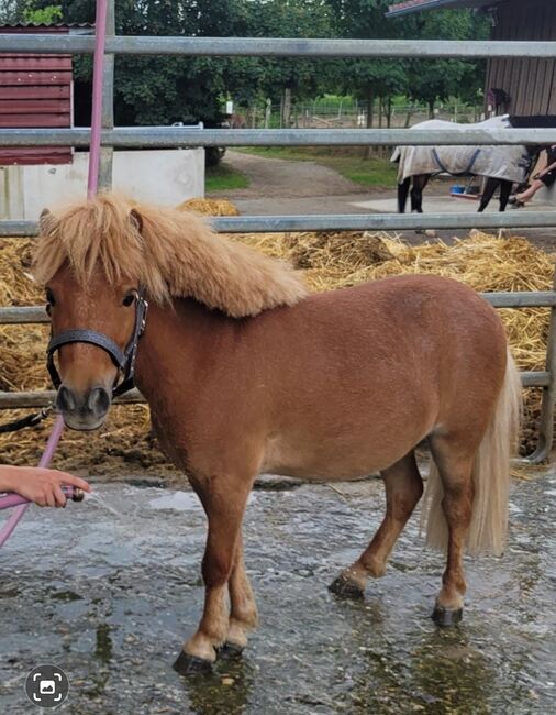 Mini Shetland Pony - Jimi, Maika , Konie na sprzedaż, Vöhringen