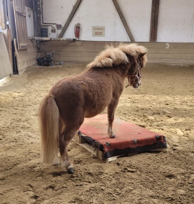 Mini Shetland Pony - Jimi, Maika , Konie na sprzedaż, Vöhringen, Image 4