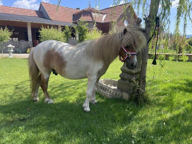 Mini shetland Pony, Eric Hendrickx, Konie na sprzedaż, Eger, Image 4