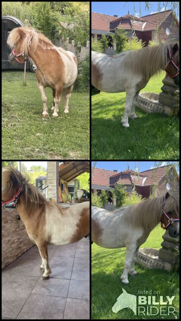 Mini shetland Pony, Eric Hendrickx, Konie na sprzedaż, Eger, Image 6