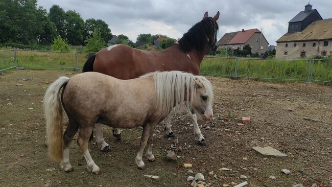 Minipony abzugeben, Schönitz , Konie na sprzedaż, Kitzscher, Image 3