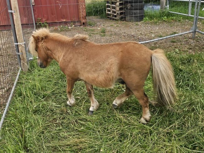 Mini pony hengst, Thierry rennertz, Konie na sprzedaż, Raeren, Image 2