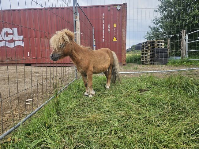 Mini pony hengst, Thierry rennertz, Konie na sprzedaż, Raeren, Image 3