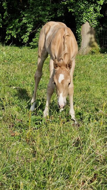 Mini sucht ein neues 5* Zuhause, Jennifer Lindow , Horses For Sale, Rhede