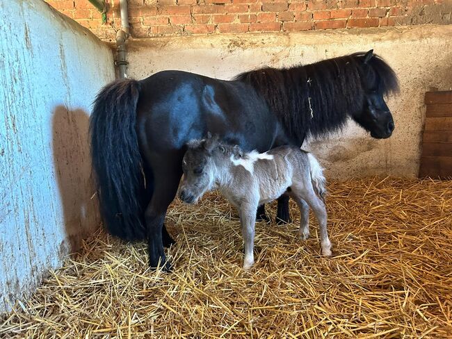 Mini Shetland Pony Deckhengst Schecke, Daniela, Konie na sprzedaż, Oebisfelde, Image 3