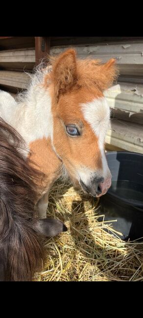 Mini Shetland Pony Deckhengst Schecke, Daniela, Konie na sprzedaż, Oebisfelde, Image 4