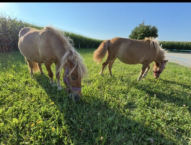 Mini ponys, Sandra, Horses For Sale, Lengau