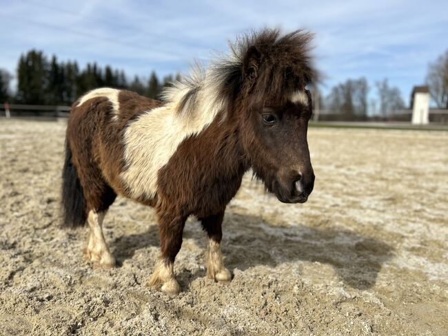 Mini Pony Hengst Jährling, Daniela Rehrl, Horses For Sale,  Seekirchen , Image 5