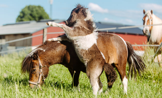 Mini Pony Hengst Jährling, Daniela Rehrl, Horses For Sale,  Seekirchen , Image 4