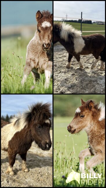 Mini Pony Hengst Jährling, Daniela Rehrl, Pferd kaufen,  Seekirchen , Abbildung 7