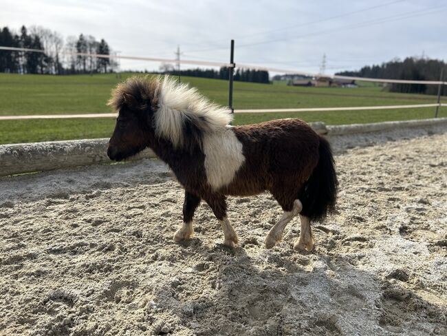 Mini Pony Hengst Jährling, Daniela Rehrl, Pferd kaufen,  Seekirchen , Abbildung 6