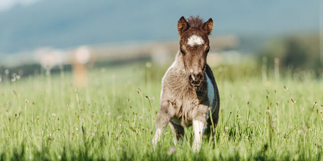 Mini Pony Hengst Jährling, Daniela Rehrl, Pferd kaufen,  Seekirchen 