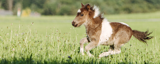 Mini Pony Hengst Jährling, Daniela Rehrl, Pferd kaufen,  Seekirchen , Abbildung 2