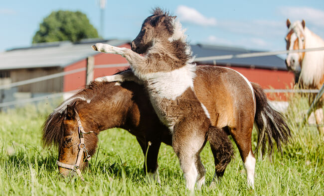 Mini Pony Hengst Jährling, Daniela Rehrl, Pferd kaufen,  Seekirchen , Abbildung 4