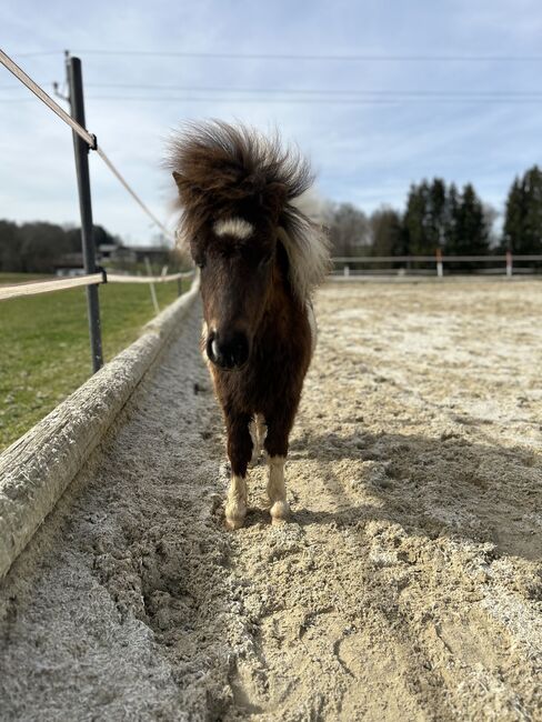 Mini Pony Hengst Jährling, Daniela Rehrl, Pferd kaufen,  Seekirchen , Abbildung 3