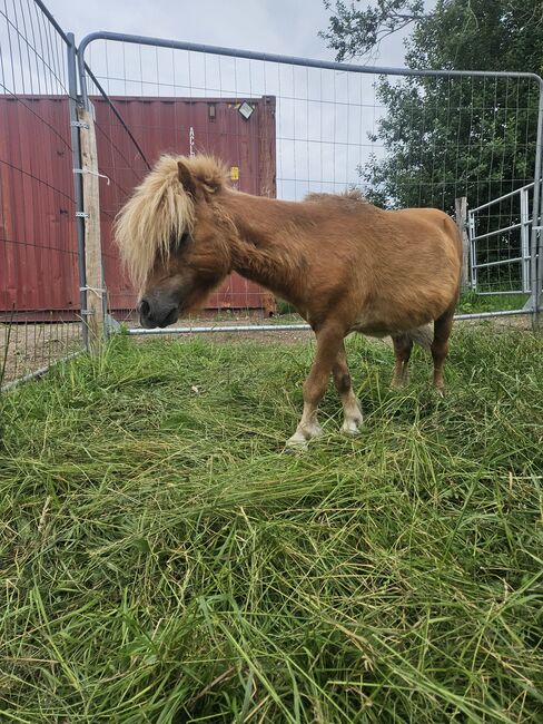 Mini pony hengst, Thierry rennertz, Horses For Sale, Raeren, Image 5