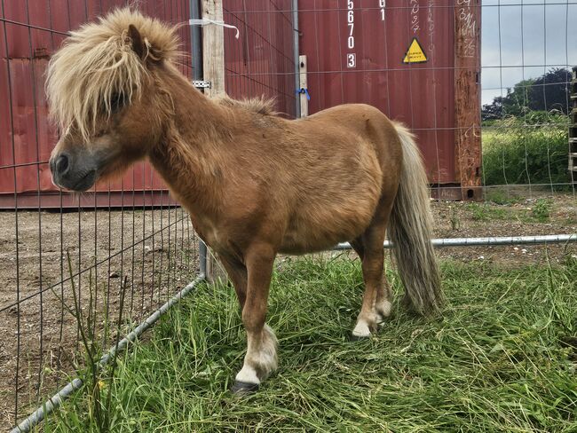 Mini pony hengst, Thierry rennertz, Horses For Sale, Raeren, Image 6