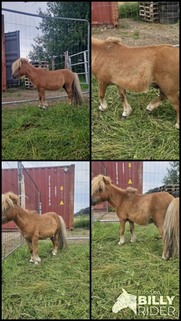 Mini pony hengst, Thierry rennertz, Horses For Sale, Raeren, Image 9