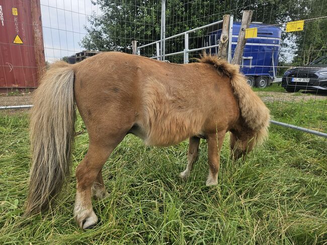 Mini pony hengst, Thierry rennertz, Horses For Sale, Raeren, Image 7