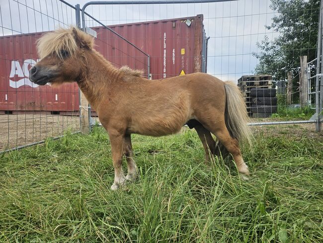 Mini pony hengst, Thierry rennertz, Horses For Sale, Raeren, Image 8