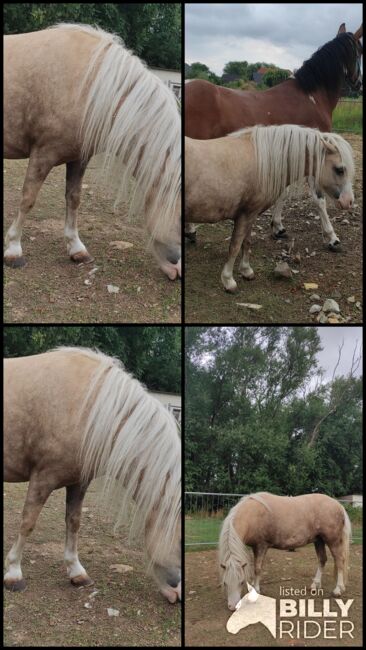 Minipony abzugeben, Schönitz , Horses For Sale, Kitzscher, Image 6