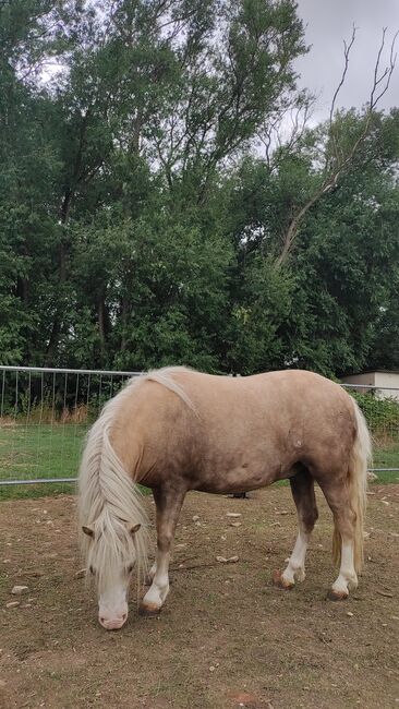 Minipony abzugeben, Schönitz , Horses For Sale, Kitzscher, Image 5