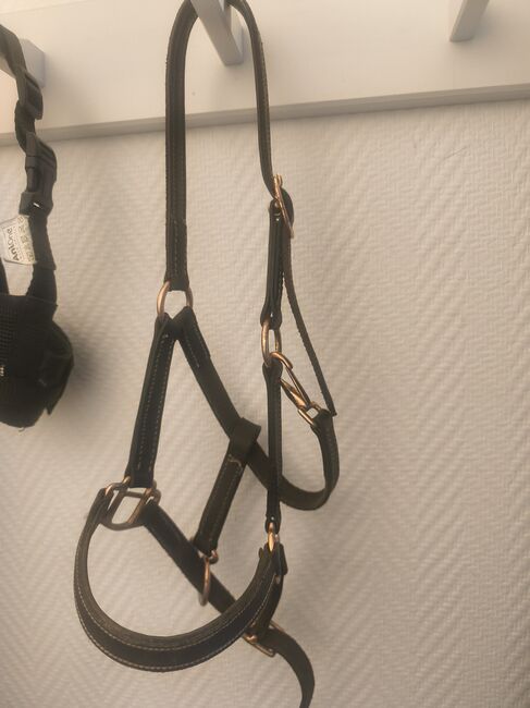 Mini Shetty Halfter, Marie, Halters, Seefeld