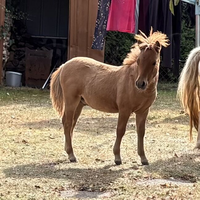 Mini Shetland Hengst, Ingrid, Pferd kaufen, Visselhövede