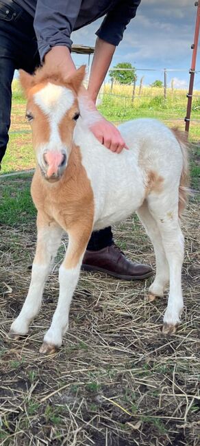 Mini Shetland Pony Deckhengst Schecke, Daniela, Pferd kaufen, Oebisfelde, Abbildung 2