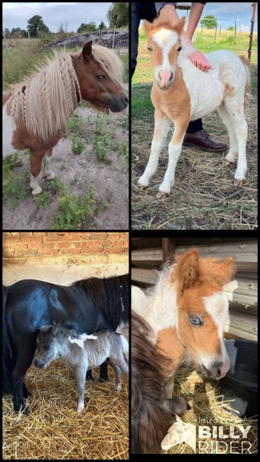 Mini Shetland Pony Deckhengst Schecke, Daniela, Pferd kaufen, Oebisfelde, Abbildung 6