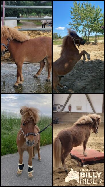 Mini Shetland Pony - Jimi, Maika , Pferd kaufen, Vöhringen, Abbildung 6