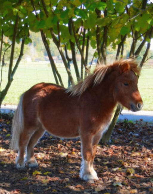 Mini Shetland Pony - Jimi, Maika , Pferd kaufen, Vöhringen, Abbildung 5