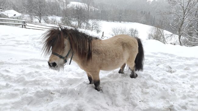 Mini Shetlandpony Hengst, Selina, Horses For Sale, Ligist