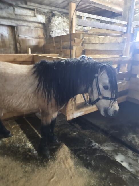 Mini Shetlandpony Hengst, Selina, Horses For Sale, Ligist, Image 4