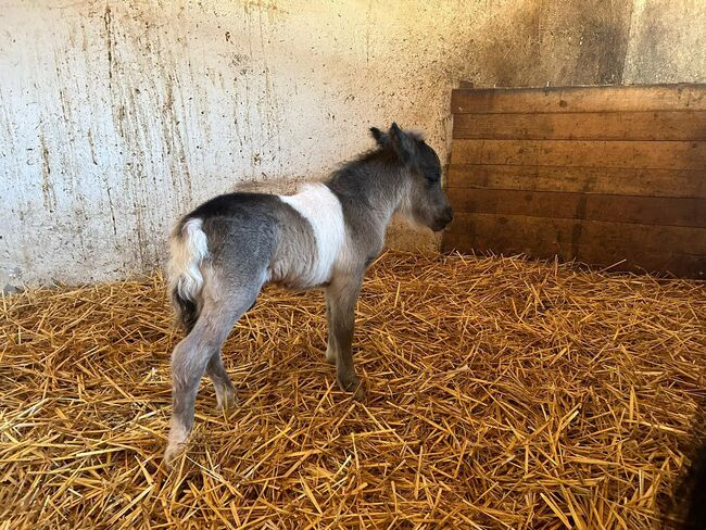 Mini Shetland Pony Deckhengst Schecke, Daniela, Horses For Sale, Oebisfelde, Image 5