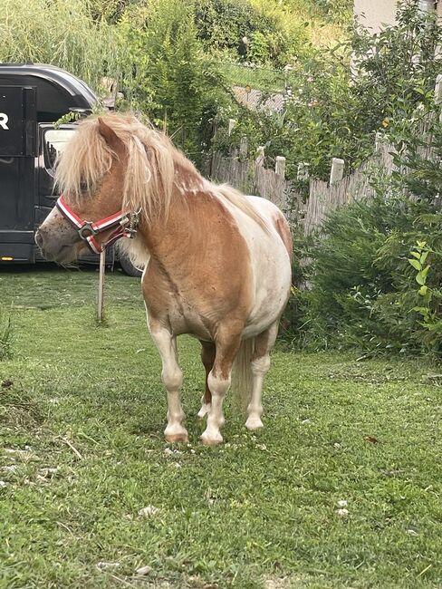 Mini shetland Pony, Eric Hendrickx, Pferd kaufen, Eger, Abbildung 5