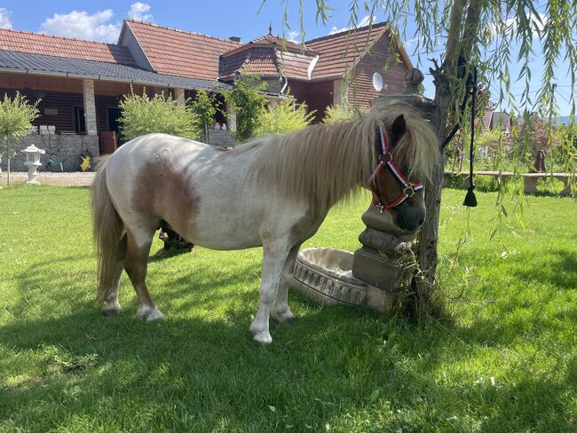 Mini shetland Pony, Eric Hendrickx, Pferd kaufen, Eger, Abbildung 2