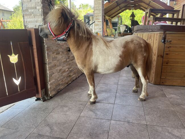 Mini shetland Pony, Eric Hendrickx, Pferd kaufen, Eger, Abbildung 3