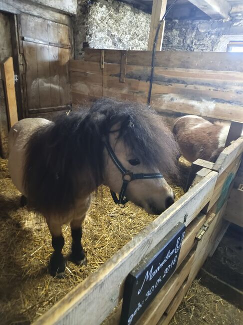 Mini Shetlandpony Hengst, Selina, Horses For Sale, Ligist, Image 6