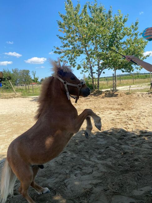 Mini Shetland Pony - Jimi, Maika , Horses For Sale, Vöhringen, Image 2